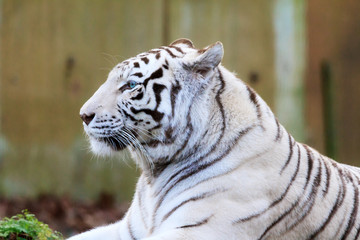 Close up portrait of a beautiful white Bengal tiger (Panthera Tigris)