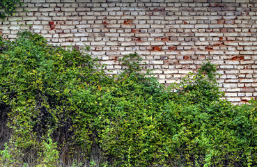Stylish brick wall background and fresh green flora