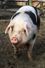Close up portrait of a big happy pig (sus scrofa) smiling