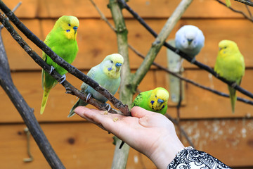 The budgerigar Melopsittacus undulatus also known as common pet parakeet or budgie