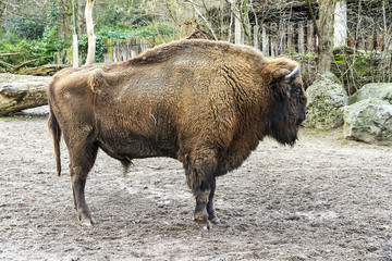 The European bison (Bison bonasus), also known as wisent, male