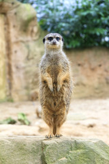 The meerkat or suricate (Suricata suricatta) standing on its back legs