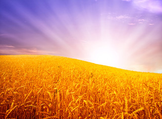 Naklejka premium Wheat field against a blue sky