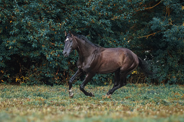 Trakehner stallion gallop