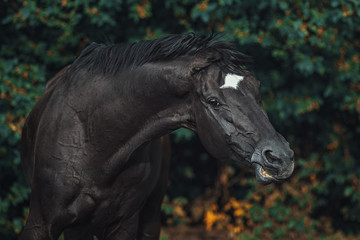 Funny trakehner stallion portrait