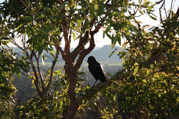 Australian black raven in Glass House Mountains
