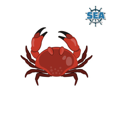 Crab in cartoon style on a white background. Isolated drawing