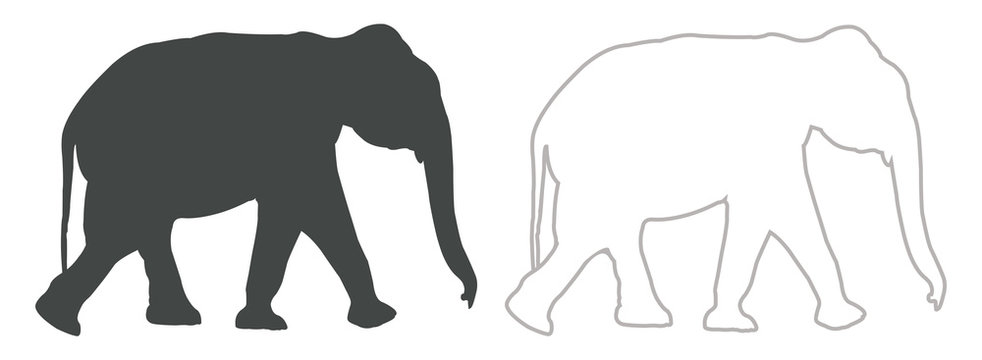 7,935 BEST Elephant Tail IMAGES, STOCK PHOTOS & VECTORS | Adobe Stock