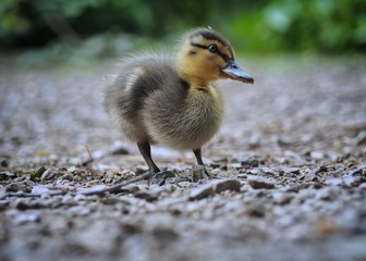 Duckling