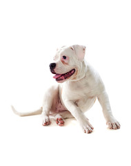 Cute American Bulldog