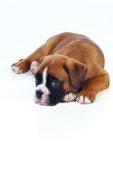 Fototapeta premium Adorable puppy lying on the floor