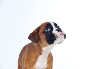 Adorable boxer puppy looking up