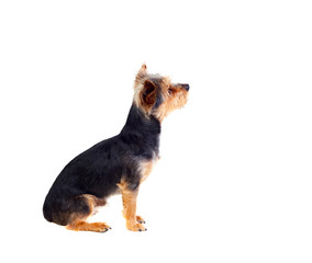 Cute small dog with cutted hair