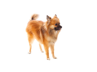 Beautiful brown Pomeranian dog