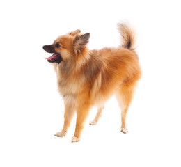 Fototapeta na wymiar Beautiful brown Pomeranian dog