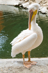 Bird Pink pelican stands on the shore of the lake