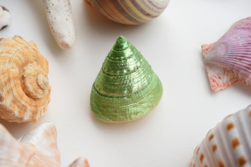Shells isolated on white background