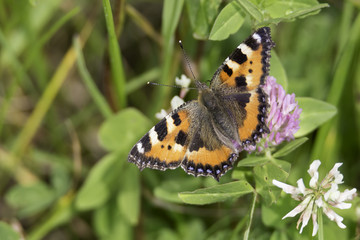 Small Tortoiseshell Butterfly