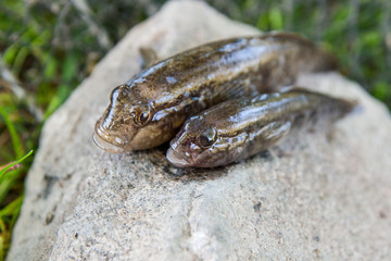 Freshwater bullhead fish or round goby fish just taken from the water on gray stone..