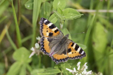 Small Tortoiseshell Butterfly