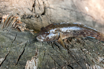 Freshwater bullhead fish or round goby fish just taken from the water on wooden background.