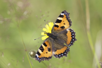 Small Tortoiseshell Butterfly