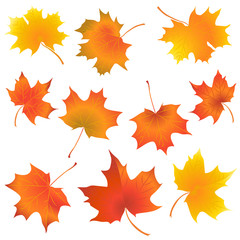Fototapeta premium Set of colorful maple leaves