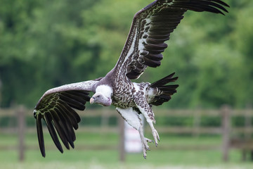 Vulture landing. African scavenger bird flying in close up with wings spread.