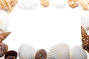Seashell border. Frame of assorted sea shells. Nature surround.