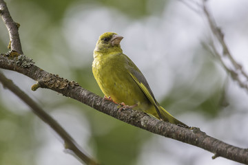 Male Greenfinch Sitting on Branch