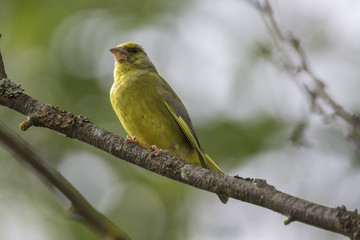 Obraz premium Male Greenfinch Sitting on Branch
