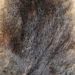 rabbit fur as background.