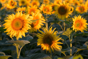 Obraz premium Field of yellow sunflowers. Agriculture and flowers