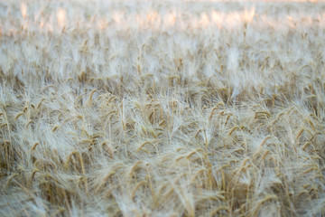 Field of ripe rye in the early morning. background