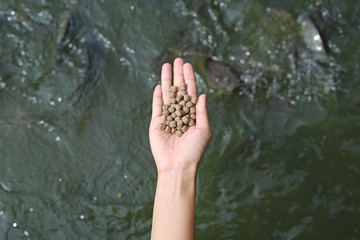 Hand holding food for feeding fish in pond.