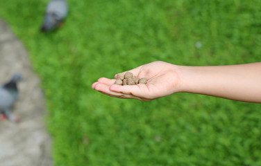 Child hand holding food for feeding fish or bird in the garden.