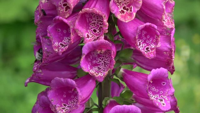 Bumblebee on beautiful summer foxglove flowers blossoms in garden

