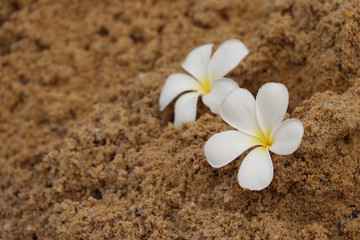 Fototapeta na wymiar two white flower on large sand beside the sea,focus at white plumeria on sand