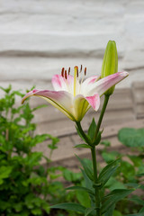 Pink Lily - blooming flower in the summer, beautiful background.