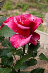 Natural pink rose flower close up on green bush.