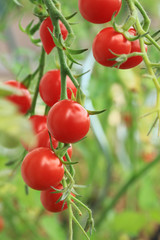 Cherry Tomatoes on the Ripe in Vegetable Garden
