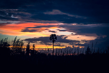 siluate of sugar palm on sunset | colorful of sunset