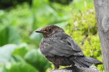 Young blackbird or Turdus merula