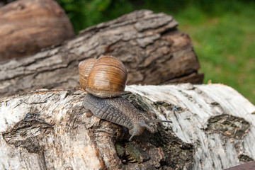 Burgundy snail (Helix, Roman snail, edible snail, escargot) crawling on the trunk of old birch tree. .