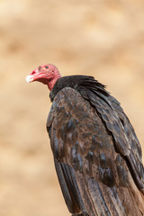 Tête de condor des Andes - Vultur gryphus - en gros plan