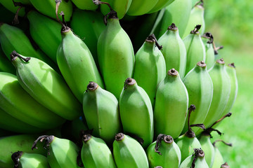 Bananas isolated on white background. © ninoninos