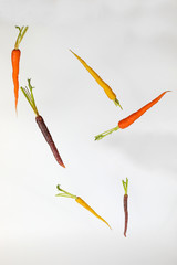 Colorful Rainbow Carrot