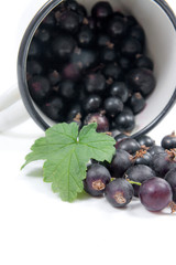 White cup with black currant berry in it and small bunch of black currant with green leaf isolated on white..