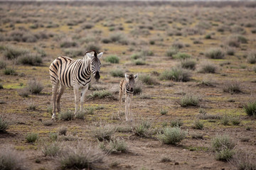 Naklejka premium zebra