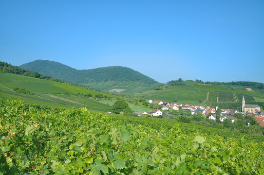 Weinort Birkweiler an der Deutschen Weinstrasse,Rheinland-Pfalz,Deutschland